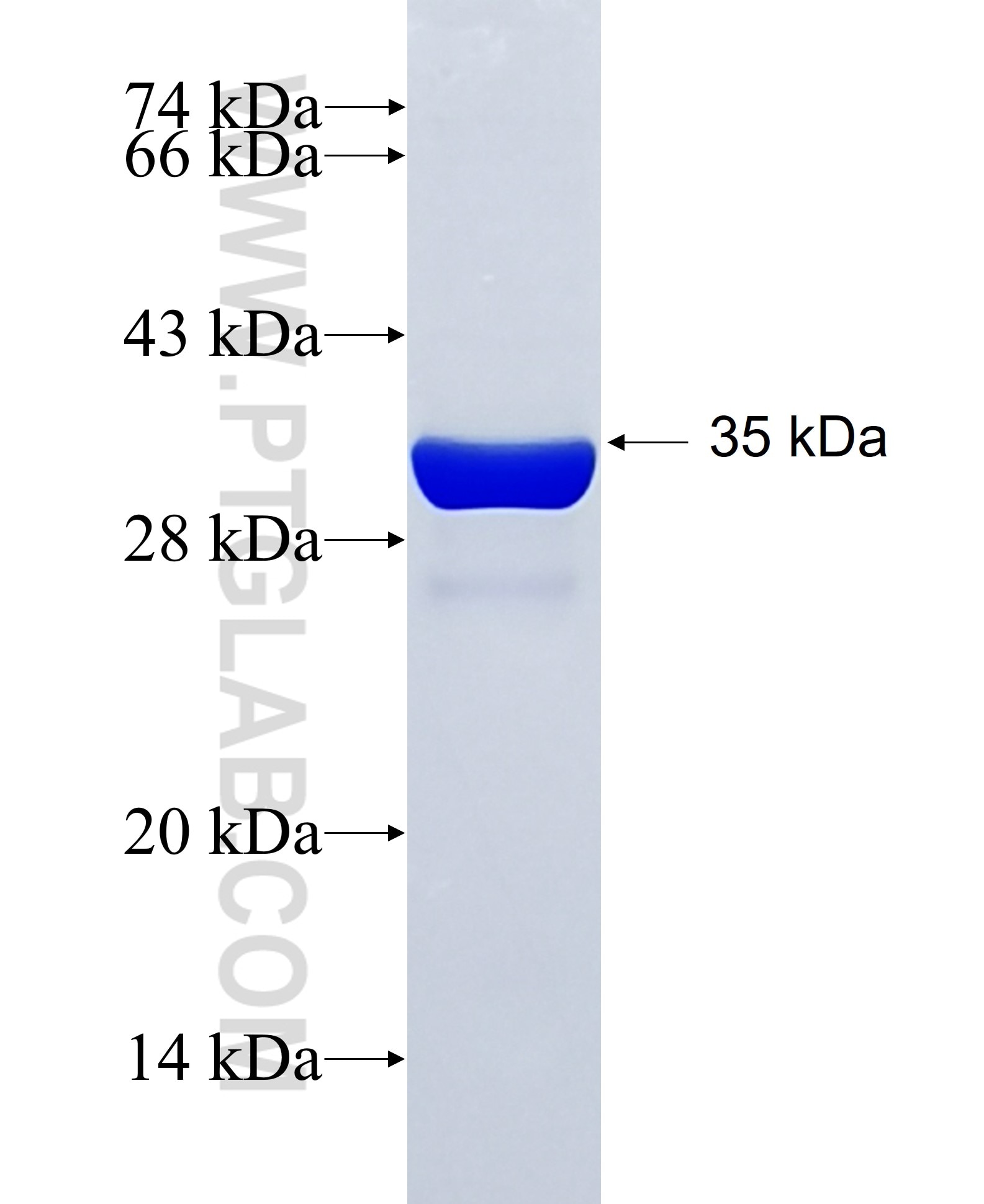 PSD95 fusion protein Ag33000 SDS-PAGE