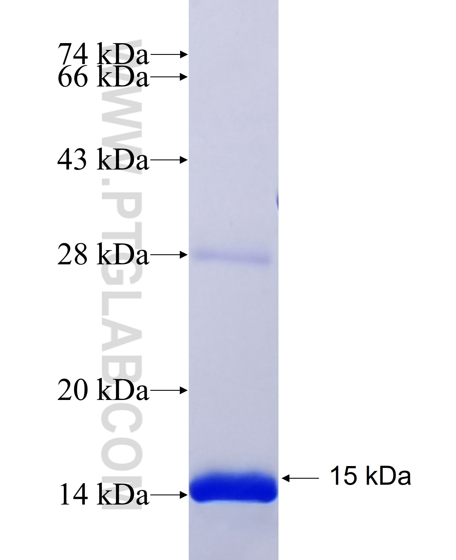 PSD95 fusion protein Ag33014 SDS-PAGE