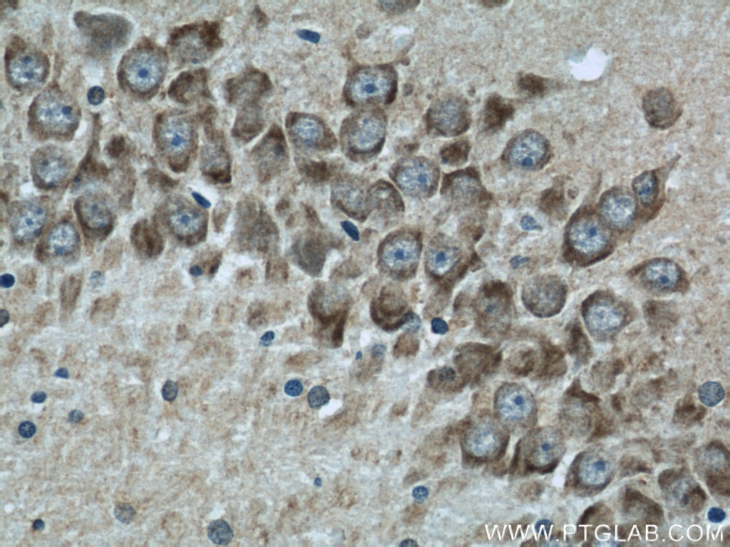 PSD95-Specific,DLG4 Polyclonal antibody