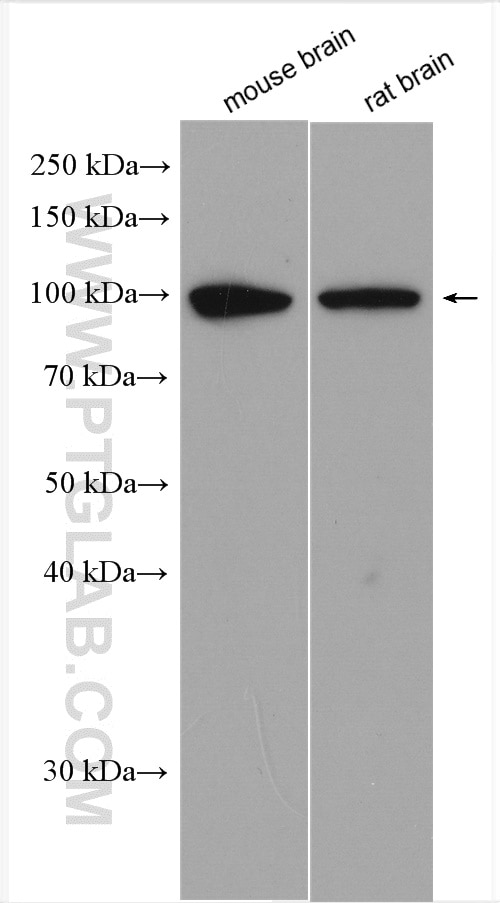 Western Blot (WB) analysis of various lysates using PSD95-Specific,DLG4 Polyclonal antibody (20665-1-AP)