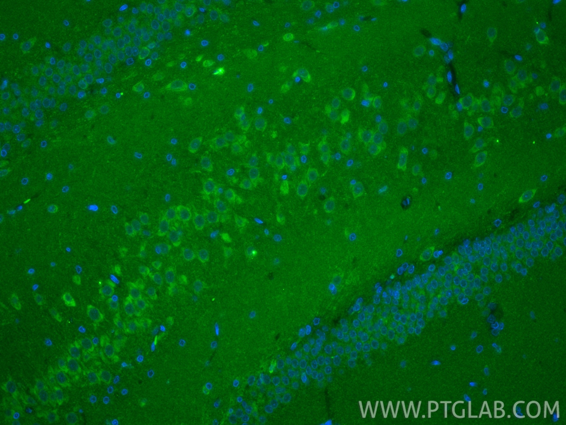 Immunofluorescence (IF) / fluorescent staining of rat brain tissue using CoraLite® Plus 488-conjugated PSD95-Specific Recom (CL488-81106)