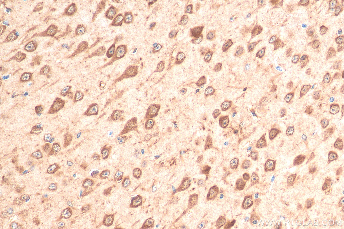 Immunohistochemistry (IHC) staining of mouse brain tissue using PSD95-Specific,DLG4 Recombinant antibody (81106-1-RR)