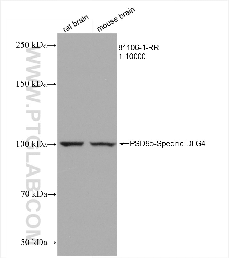 Western Blot (WB) analysis of various lysates using PSD95-Specific,DLG4 Recombinant antibody (81106-1-RR)