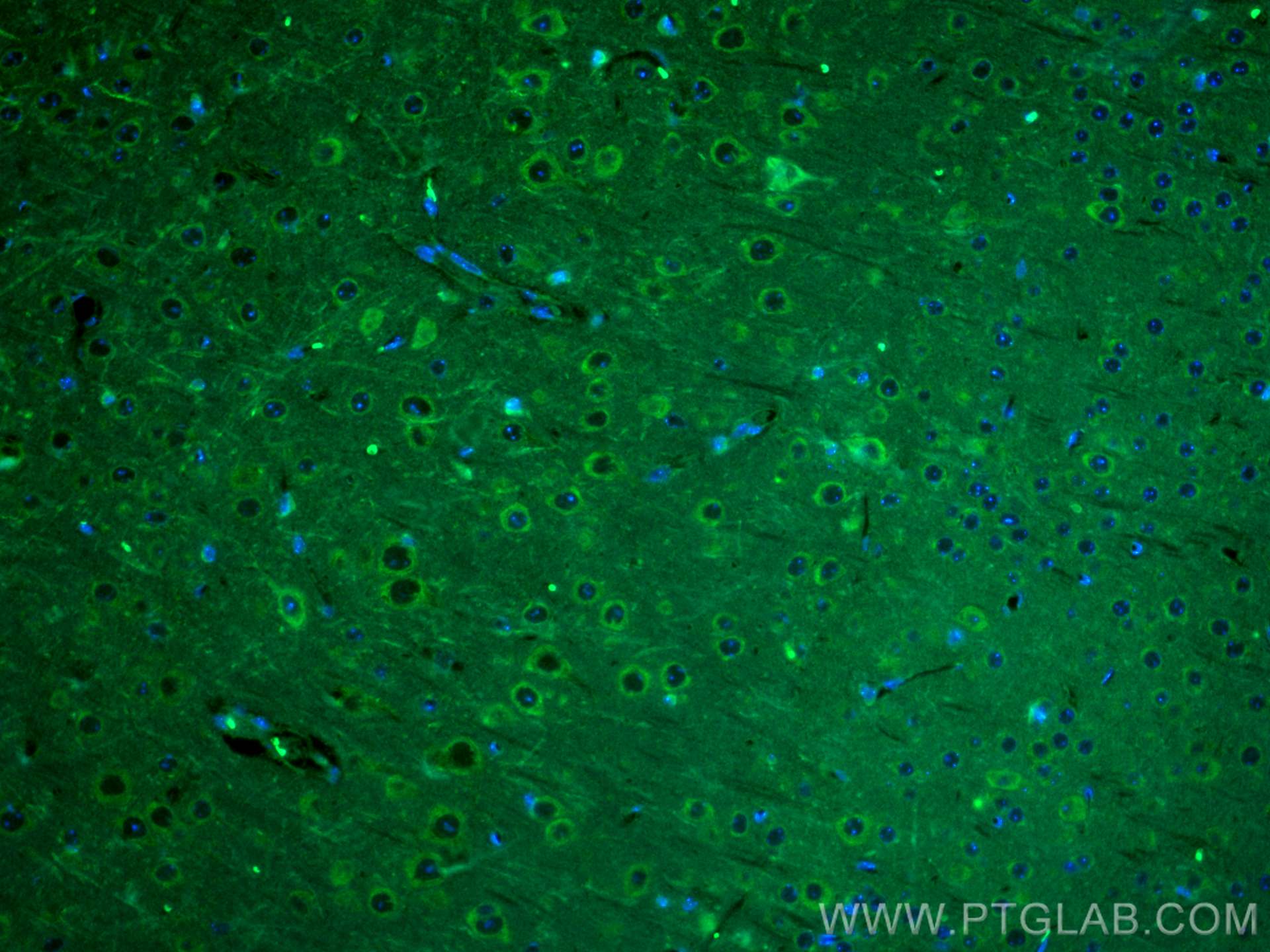 Immunofluorescence (IF) / fluorescent staining of mouse brain tissue using CoraLite® Plus 488-conjugated PSD95-Specific,DLG4  (CL488-20665)