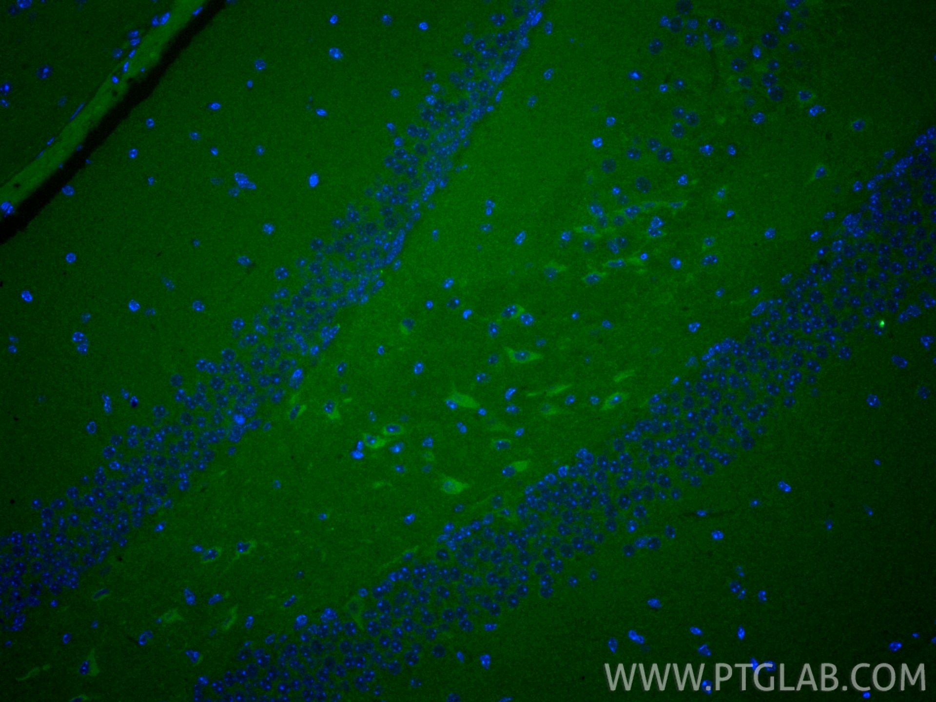 Immunofluorescence (IF) / fluorescent staining of mouse brain tissue using CoraLite® Plus 488-conjugated PSD95-Specific Polyc (CL488-20665)