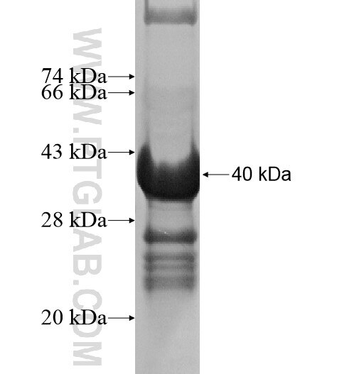 PSEN1 fusion protein Ag14135 SDS-PAGE