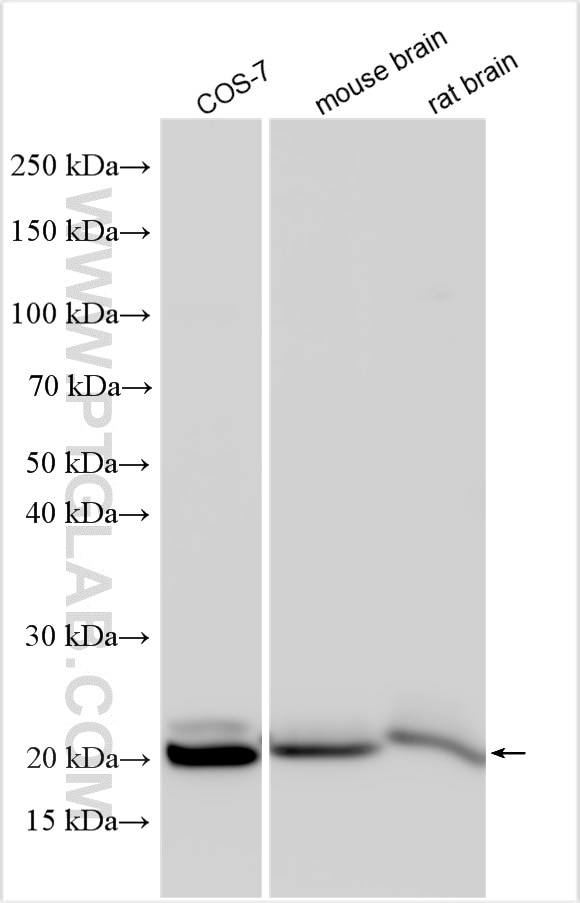 Western Blot (WB) analysis of various lysates using Presenilin-1-Specific Polyclonal antibody (16163-1-AP)