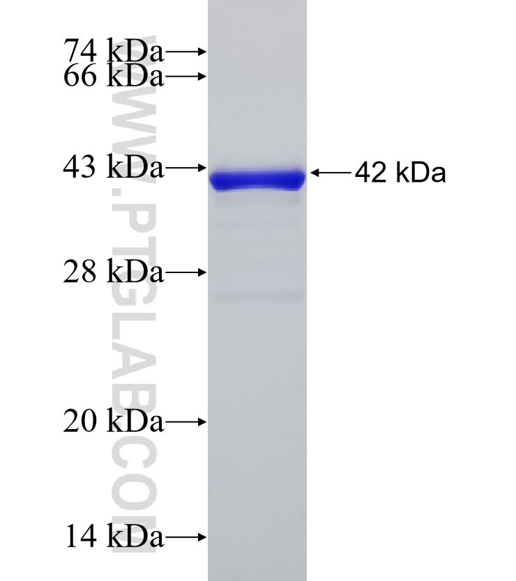 PSEN2 fusion protein Ag33721 SDS-PAGE