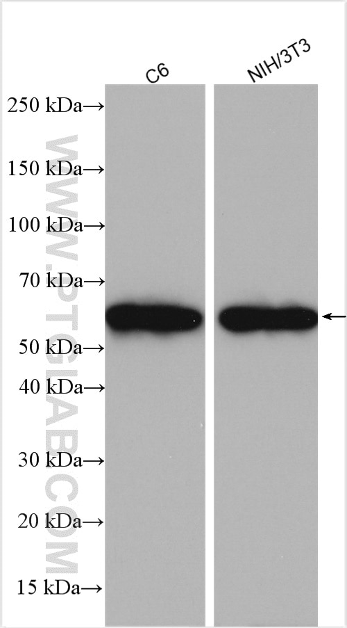 Western Blot (WB) analysis of various lysates using PSEN2-Specific Polyclonal antibody (16168-1-AP)