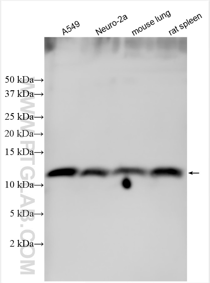 Western Blot (WB) analysis of various lysates using PSENEN Polyclonal antibody (16144-1-AP)