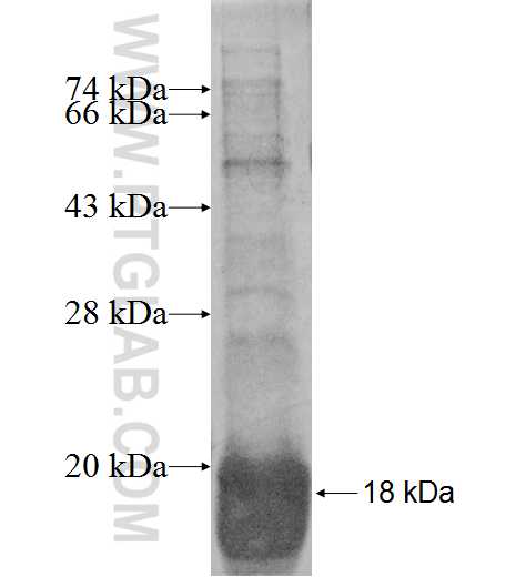 PSENEN fusion protein Ag9067 SDS-PAGE