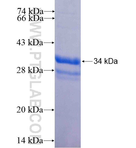 PSENEN fusion protein Ag9243 SDS-PAGE