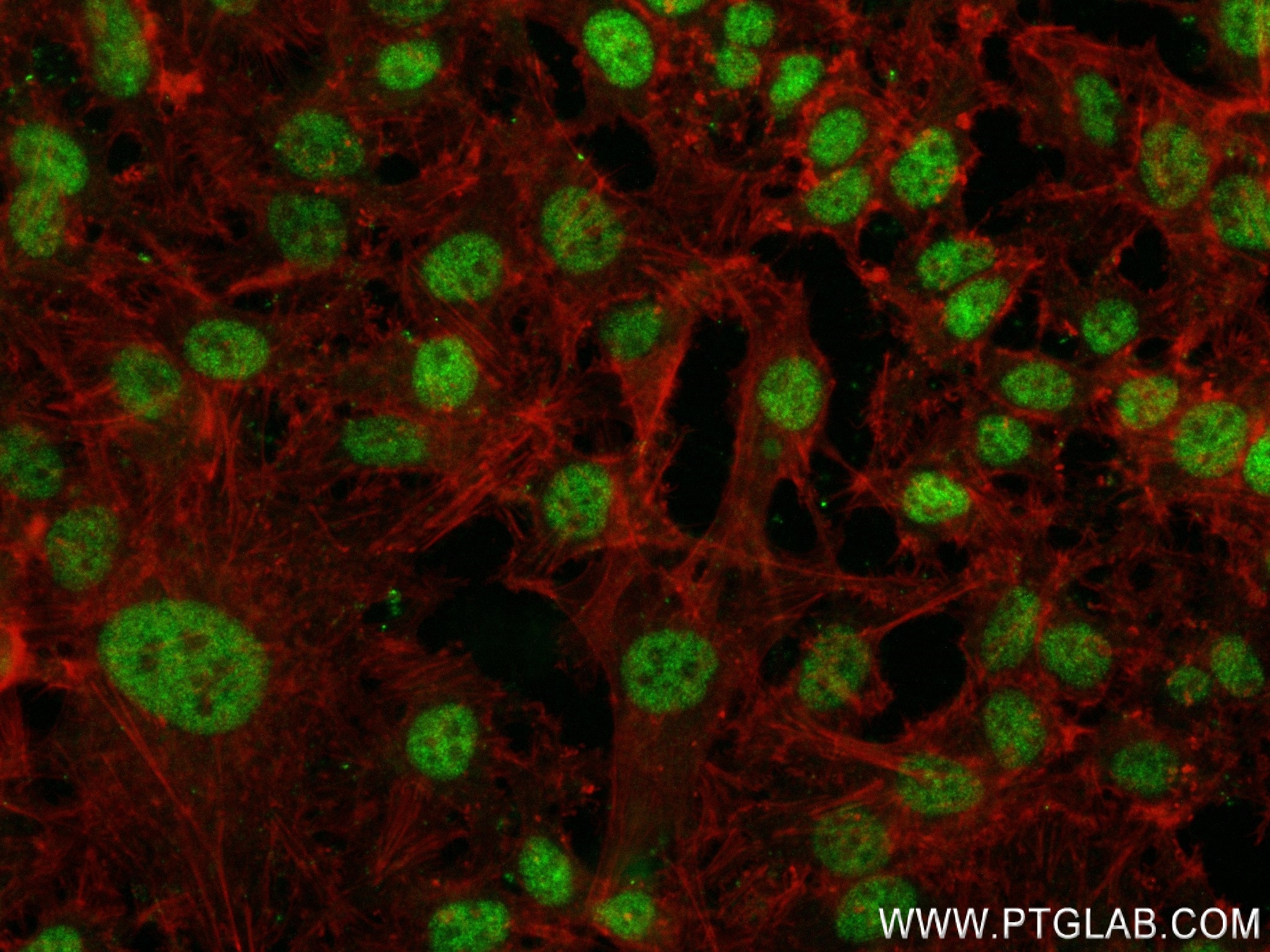 Immunofluorescence (IF) / fluorescent staining of HeLa cells using PSF2 Recombinant antibody (84486-2-RR)