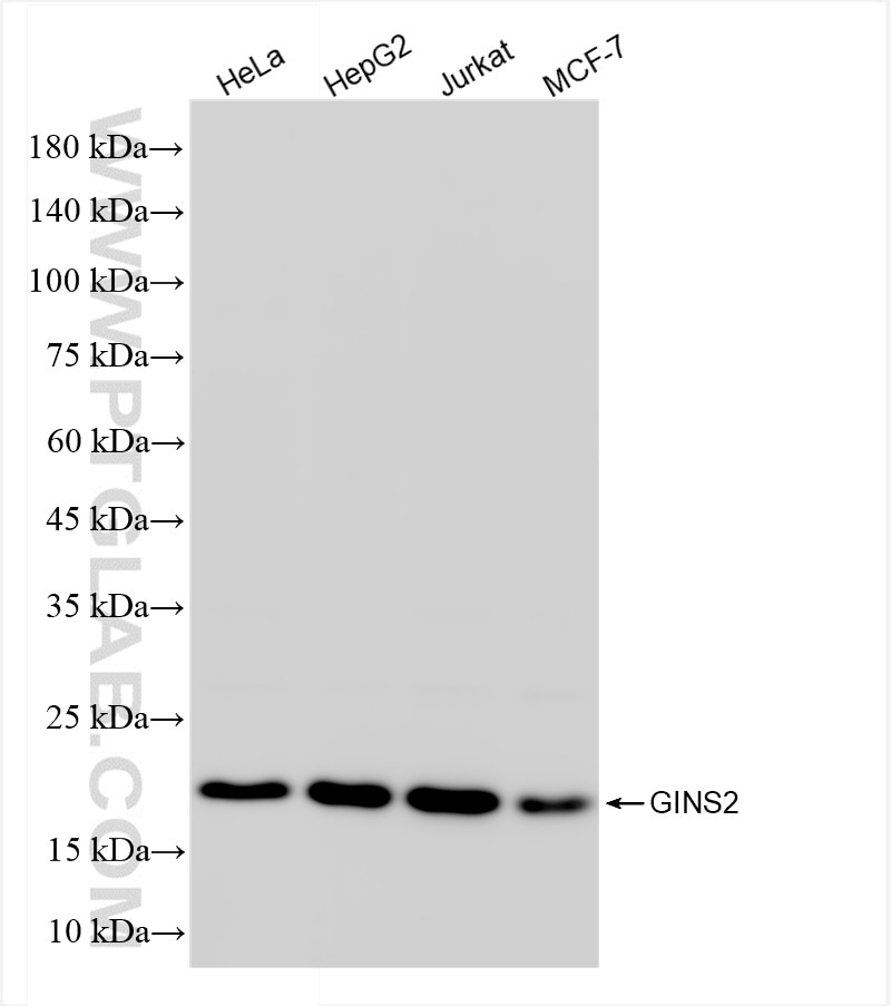 Western Blot (WB) analysis of various lysates using PSF2 Recombinant antibody (84486-2-RR)