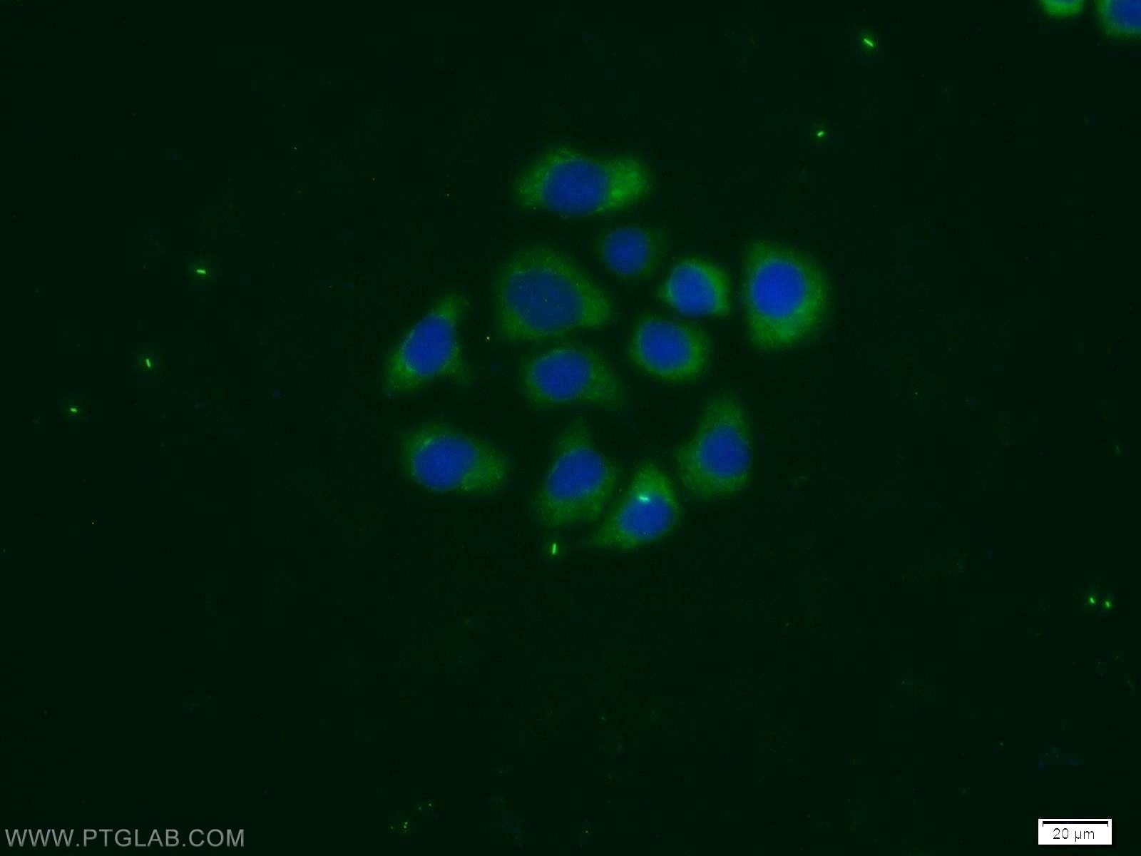 Immunofluorescence (IF) / fluorescent staining of MCF-7 cells using PSG1 Polyclonal antibody (11809-1-AP)