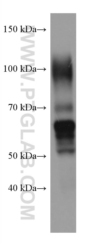 Western Blot (WB) analysis of human placenta tissue using PSG1 Monoclonal antibody (67269-1-Ig)