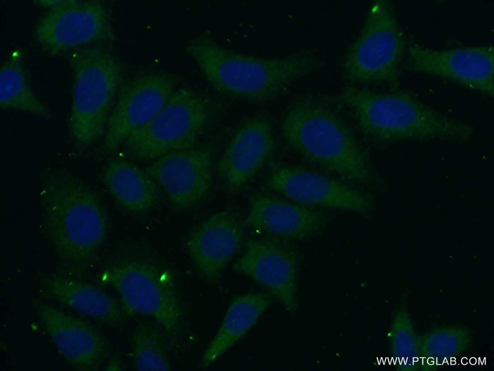 Immunofluorescence (IF) / fluorescent staining of HeLa cells using PSG11 Polyclonal antibody (16352-1-AP)