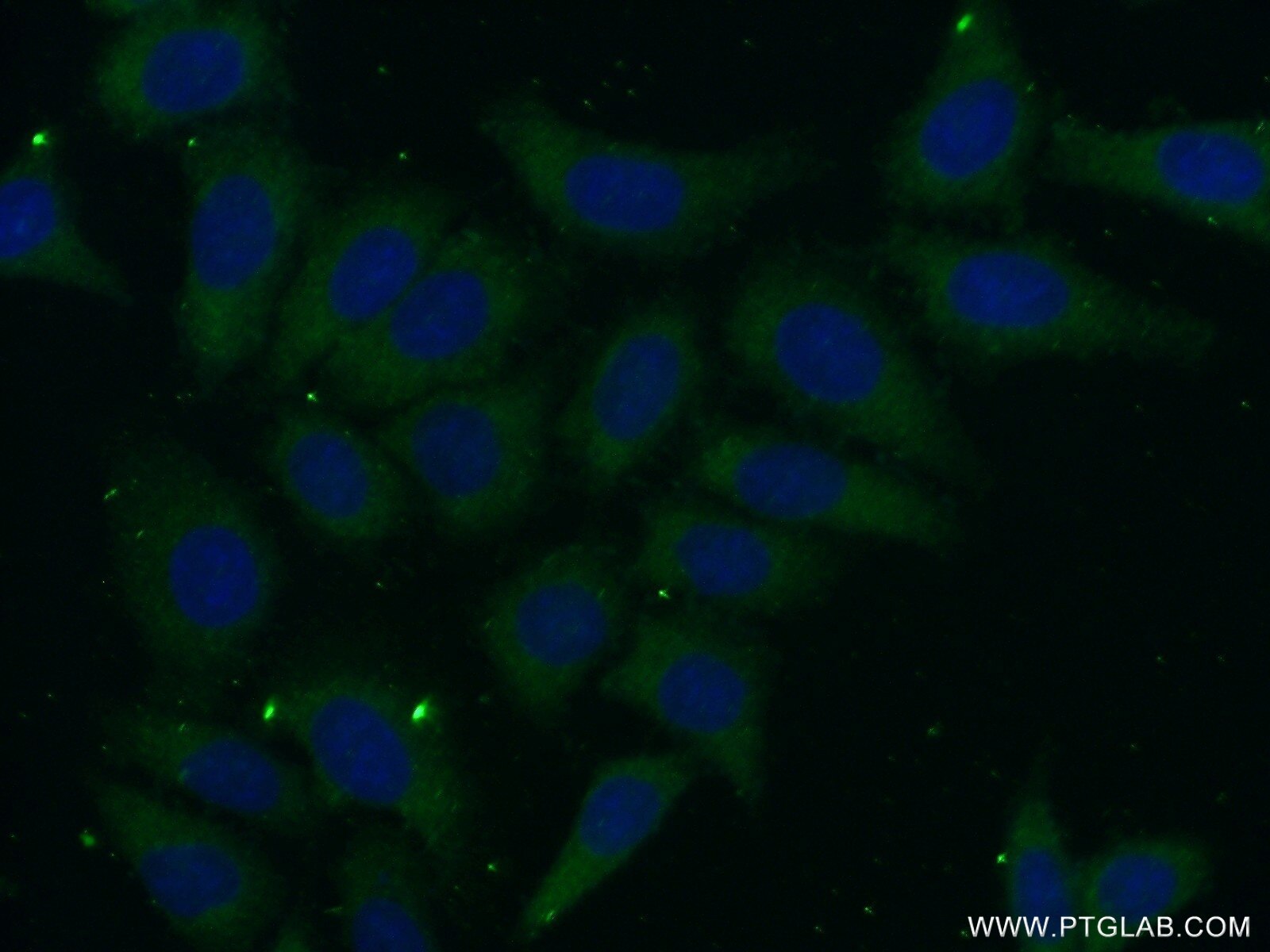 Immunofluorescence (IF) / fluorescent staining of HeLa cells using PSG11 Polyclonal antibody (16352-1-AP)