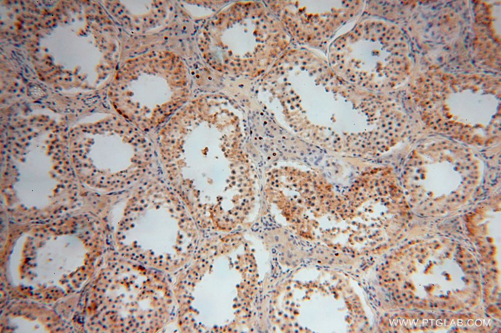 Immunohistochemistry (IHC) staining of human testis tissue using PSG11 Polyclonal antibody (16352-1-AP)