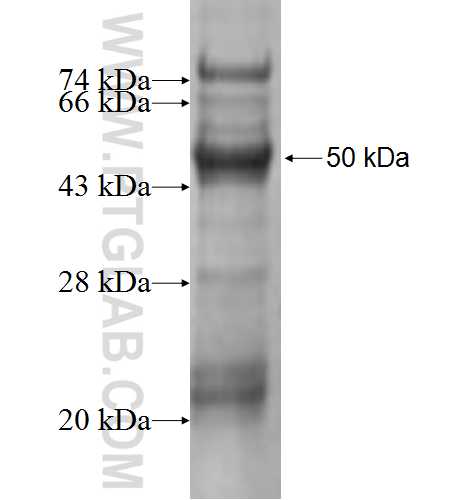 PSG11 fusion protein Ag9562 SDS-PAGE