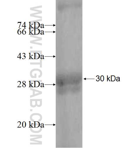 PSG11 fusion protein Ag9877 SDS-PAGE
