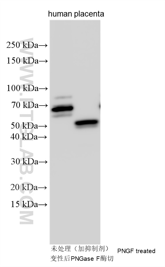 Western Blot (WB) analysis of various lysates using PSG3 Polyclonal antibody (15375-1-AP)