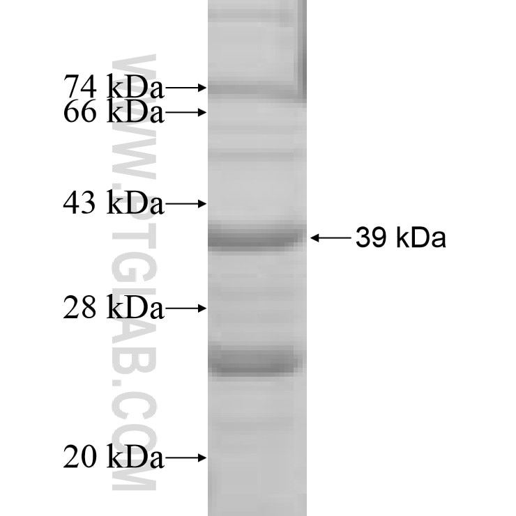 PSG3 fusion protein Ag8013 SDS-PAGE