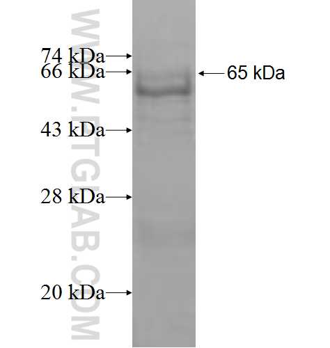 PSG9 fusion protein Ag9783 SDS-PAGE