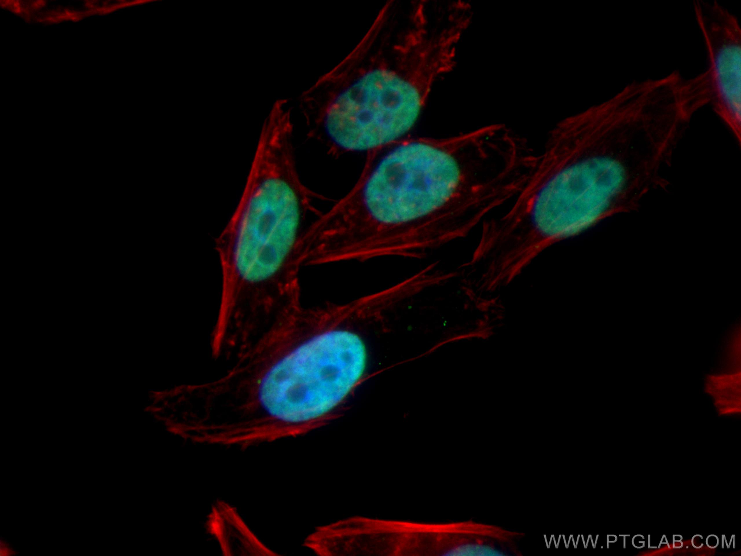 Immunofluorescence (IF) / fluorescent staining of HepG2 cells using PSIP1 Polyclonal antibody (25504-1-AP)