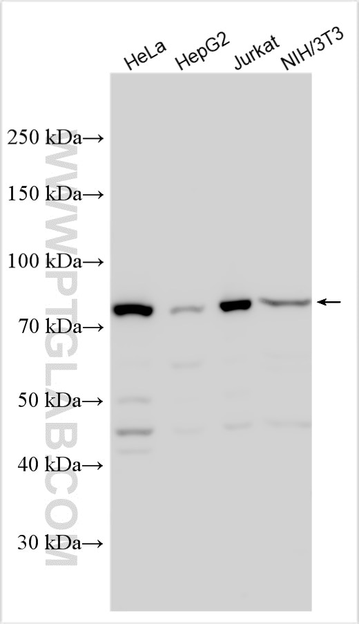Western Blot (WB) analysis of various lysates using PSIP1 Polyclonal antibody (25504-1-AP)
