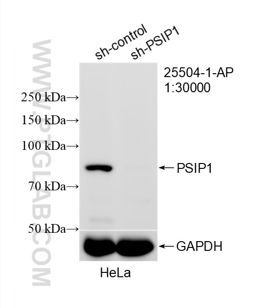 Western Blot (WB) analysis of HeLa cells using PSIP1 Polyclonal antibody (25504-1-AP)