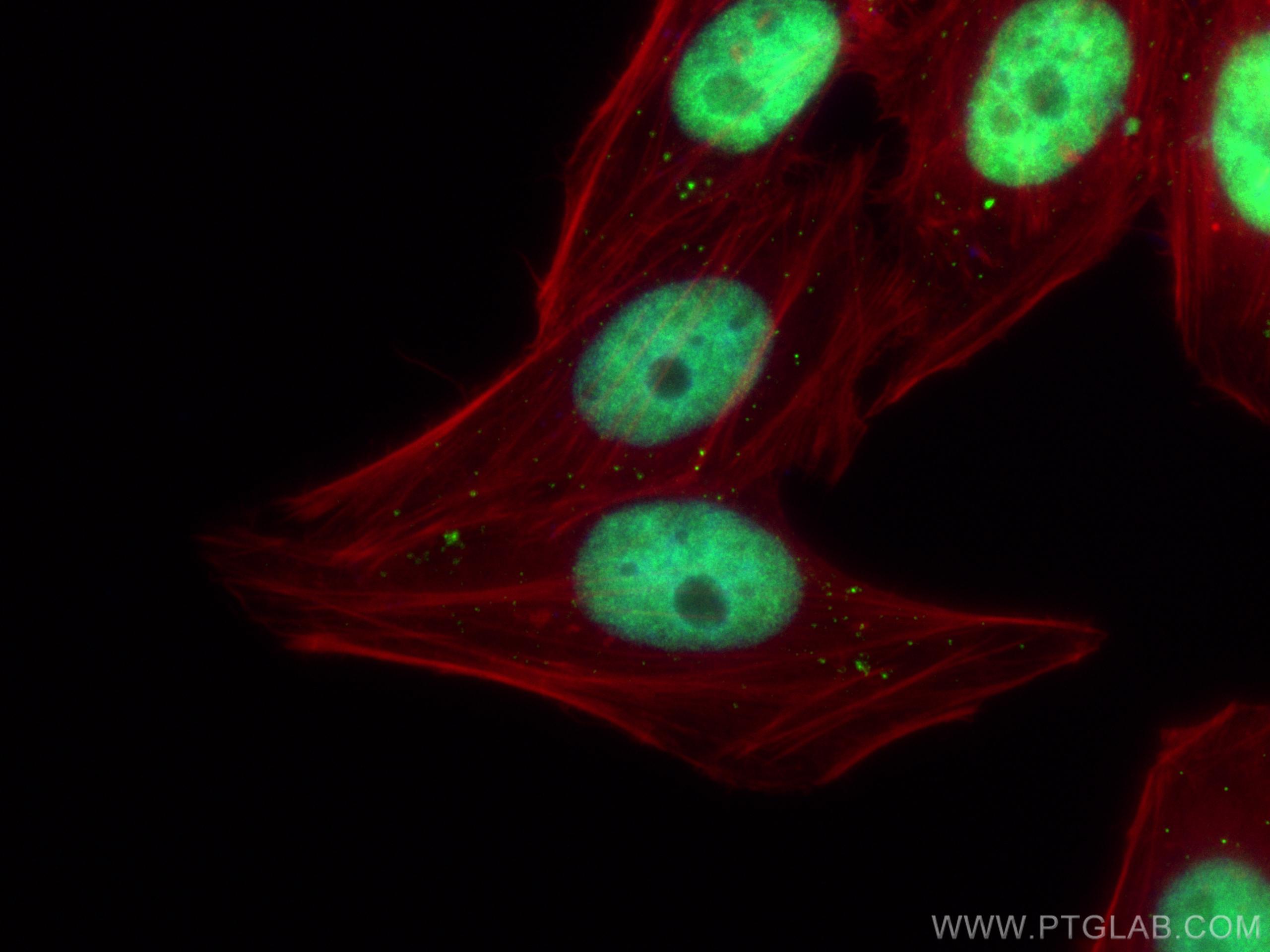 Immunofluorescence (IF) / fluorescent staining of HepG2 cells using PSIP1 Polyclonal antibody (29434-1-AP)