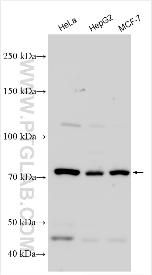 Western Blot (WB) analysis of various lysates using PSIP1 Polyclonal antibody (29434-1-AP)