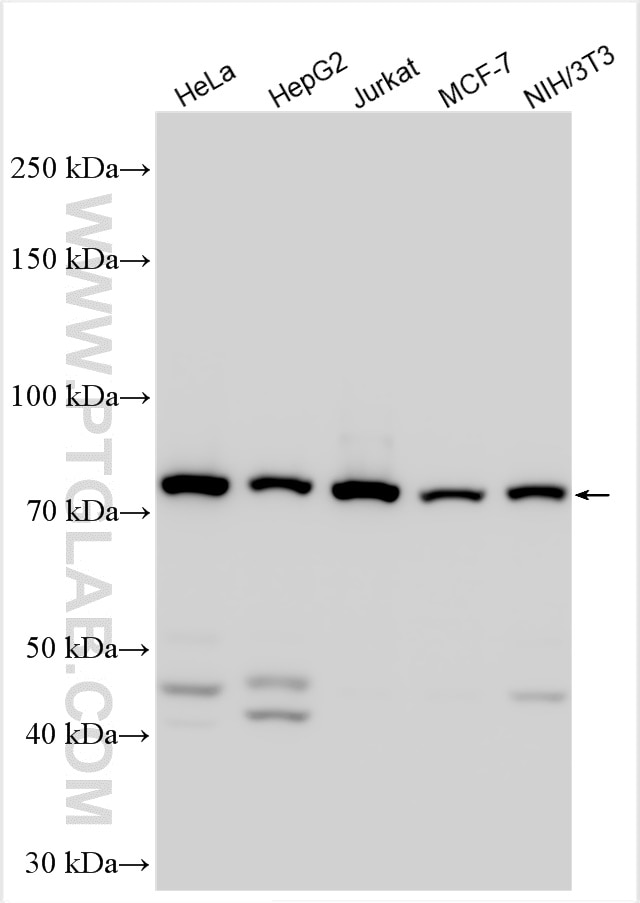 Western Blot (WB) analysis of various lysates using PSIP1 Polyclonal antibody (29434-1-AP)