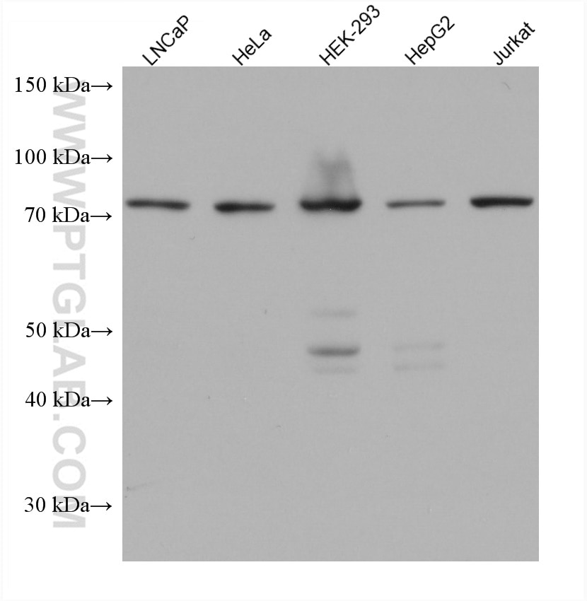 Western Blot (WB) analysis of various lysates using PSIP1 Monoclonal antibody (67723-1-Ig)