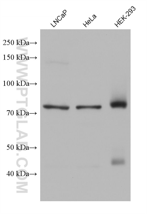 Western Blot (WB) analysis of various lysates using PSIP1 Monoclonal antibody (67723-1-Ig)