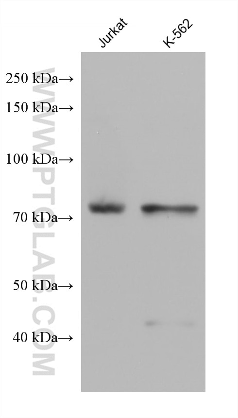 Western Blot (WB) analysis of various lysates using PSIP1 Monoclonal antibody (67723-1-Ig)