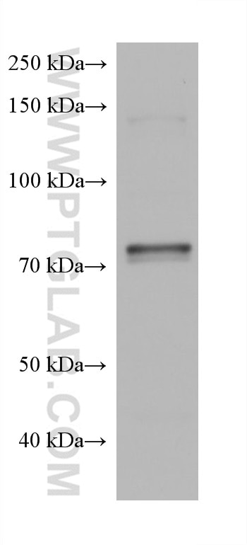 Western Blot (WB) analysis of U2OS cells using PSIP1 Monoclonal antibody (67723-1-Ig)