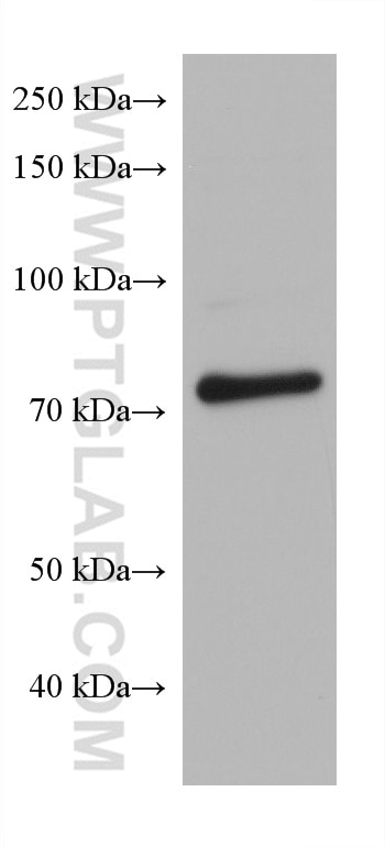 Western Blot (WB) analysis of NIH/3T3 cells using PSIP1 Monoclonal antibody (67723-1-Ig)
