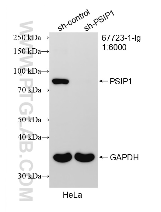 Western Blot (WB) analysis of HeLa cells using PSIP1 Monoclonal antibody (67723-1-Ig)