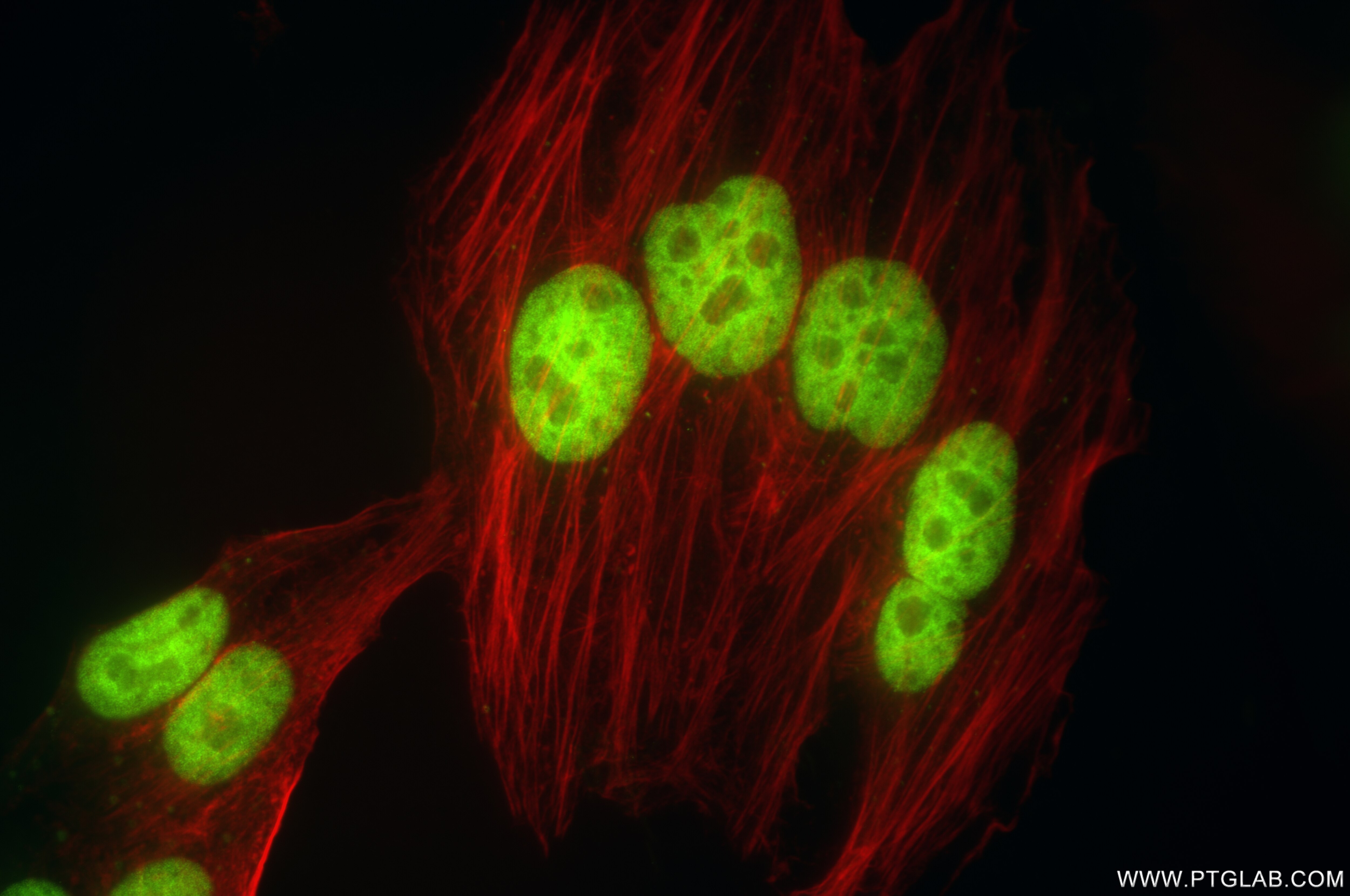 Immunofluorescence (IF) / fluorescent staining of HepG2 cells using PSIP1 Recombinant antibody (85395-1-RR)