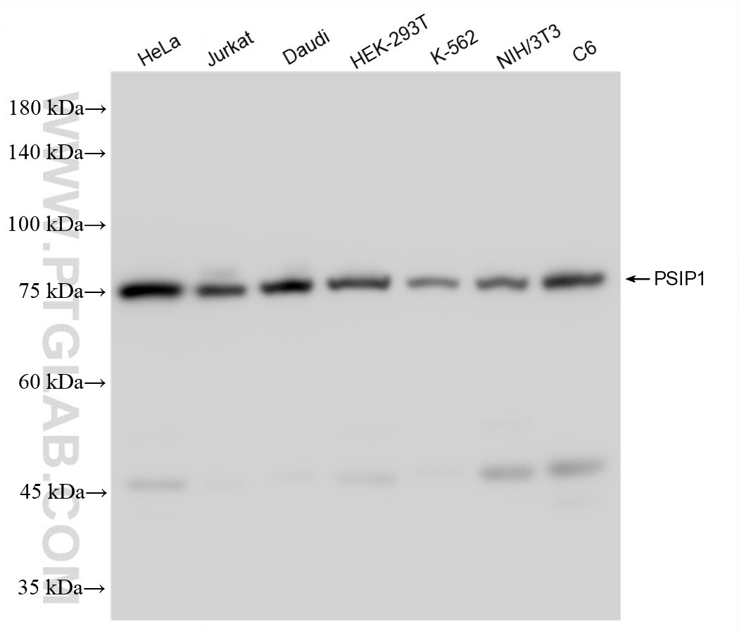 Western Blot (WB) analysis of various lysates using PSIP1 Recombinant antibody (85395-1-RR)