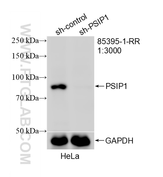 Western Blot (WB) analysis of HeLa cells using PSIP1 Recombinant monoclonal antibody (85395-1-RR)