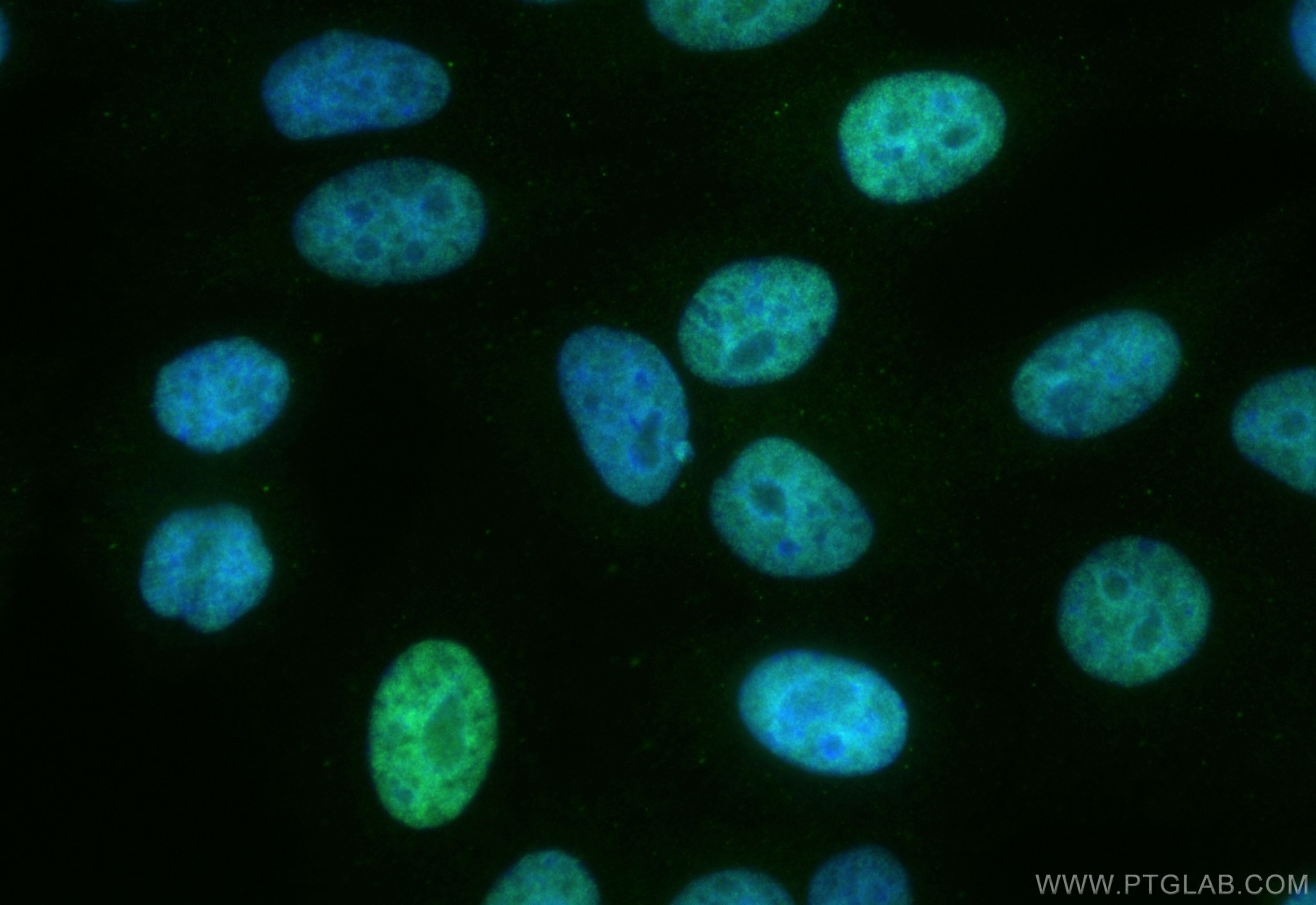 Immunofluorescence (IF) / fluorescent staining of HepG2 cells using CoraLite® Plus 488-conjugated PSIP1 Recombinant an (CL488-85395)