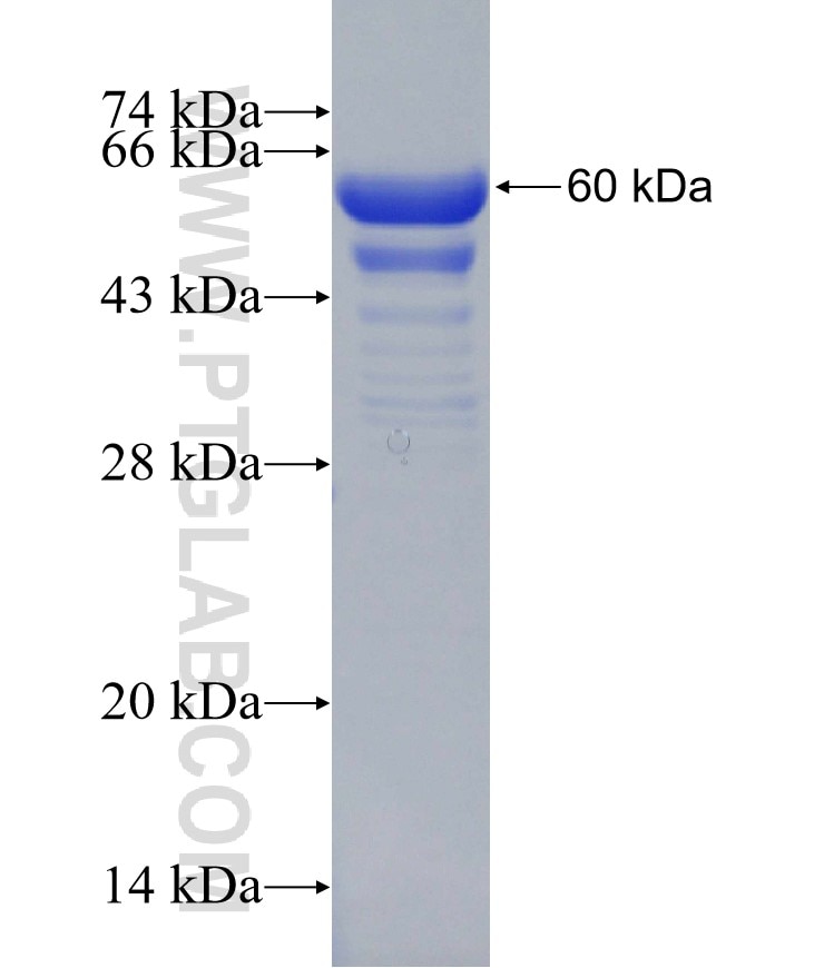PSIP1 fusion protein Ag30640 SDS-PAGE