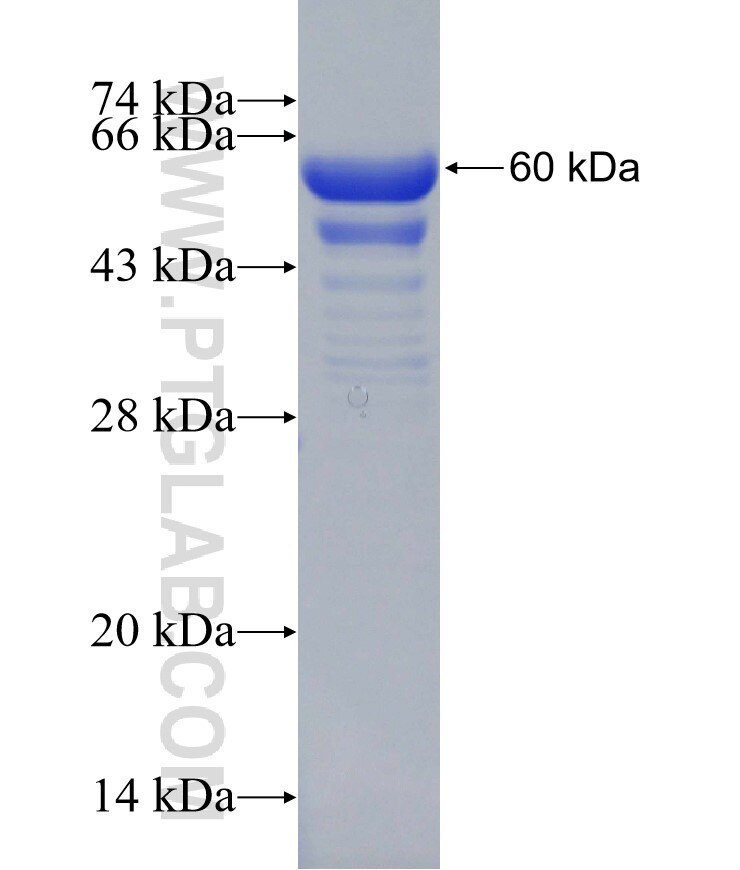 PSIP1 fusion protein Ag30640 SDS-PAGE