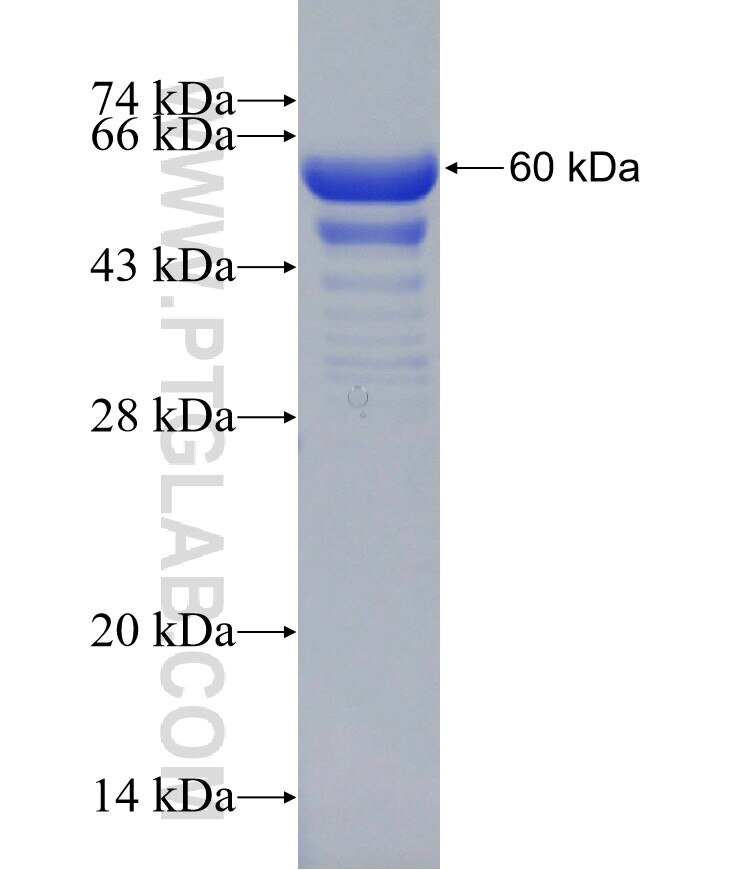 PSIP1 fusion protein Ag30640 SDS-PAGE