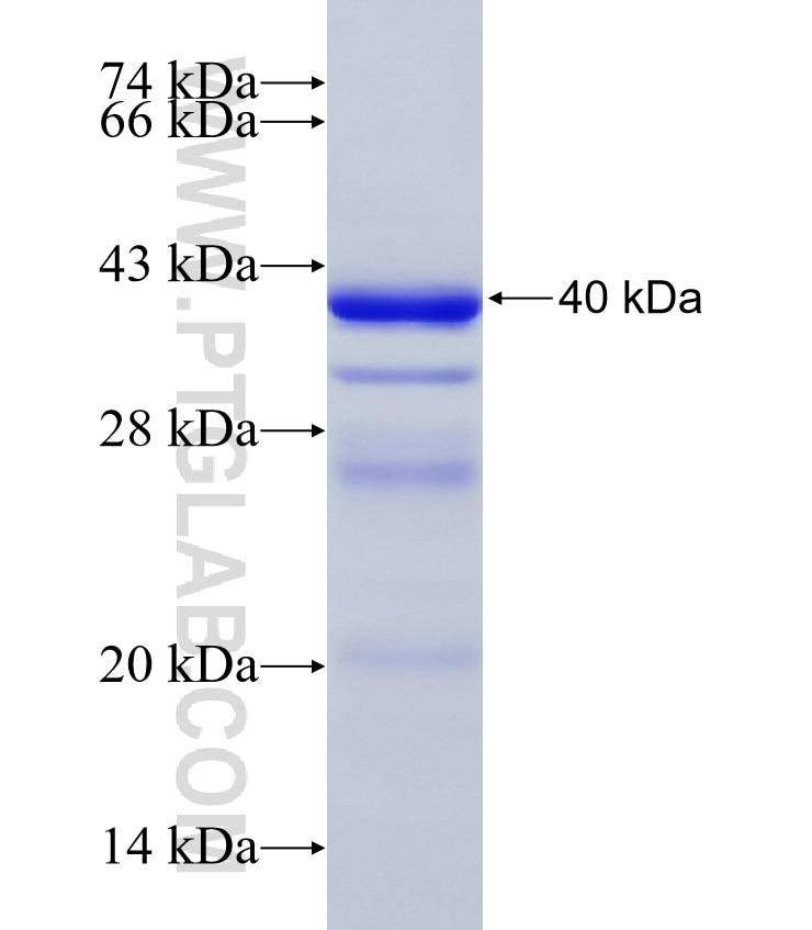 PSIP1 fusion protein Ag21886 SDS-PAGE