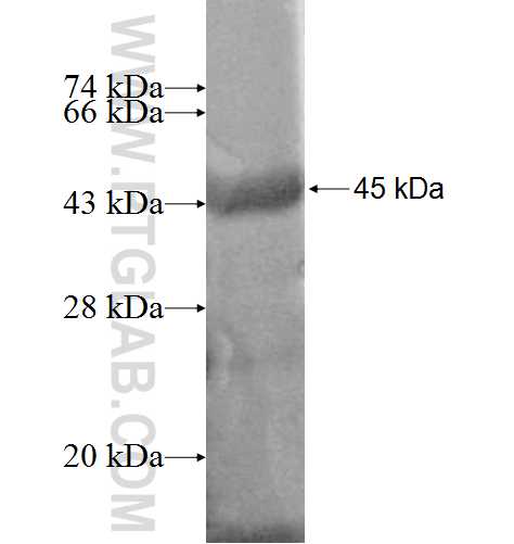 PSKH1 fusion protein Ag6292 SDS-PAGE