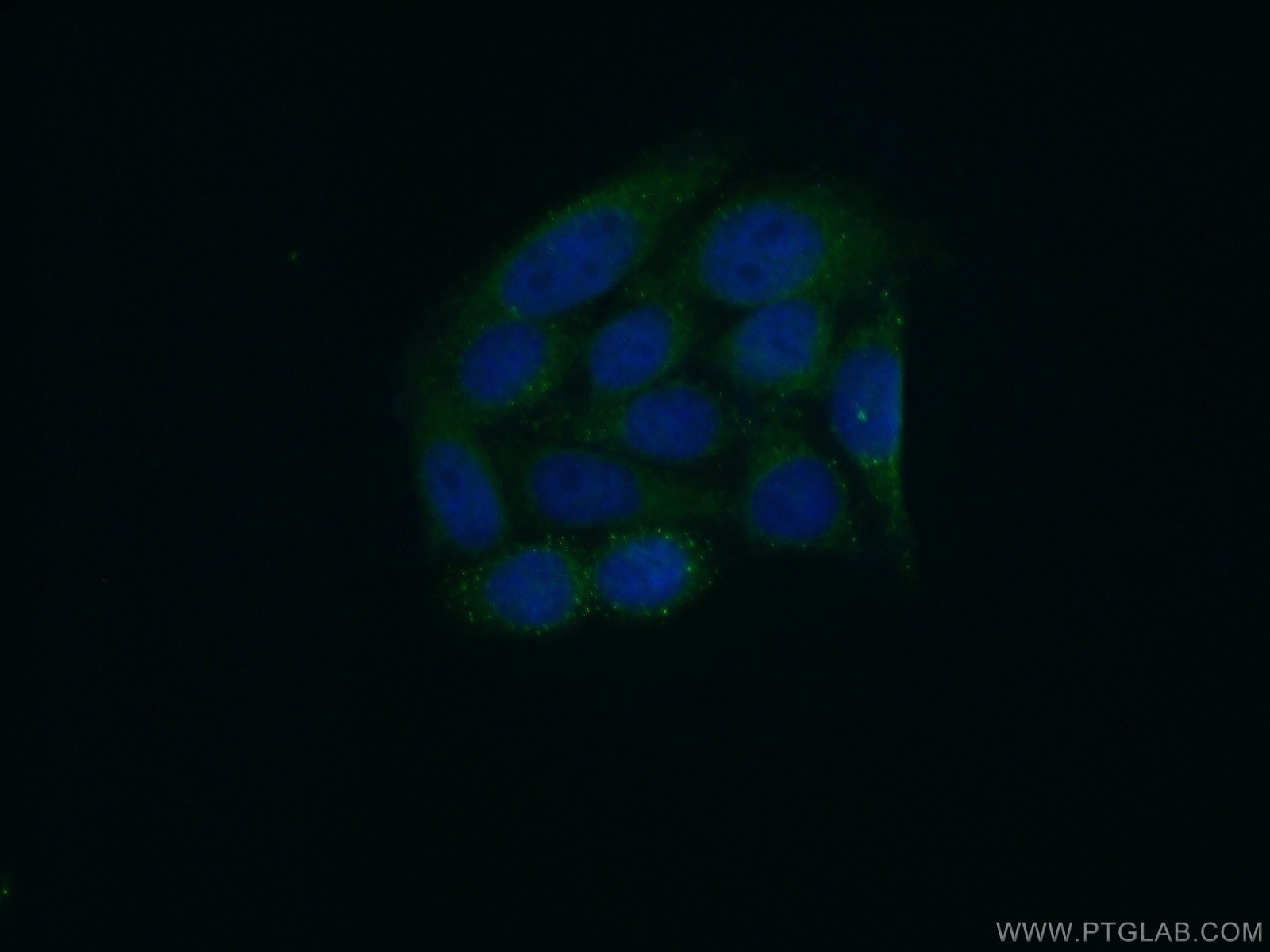 Immunofluorescence (IF) / fluorescent staining of HepG2 cells using PSKH2 Polyclonal antibody (18813-1-AP)